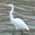 Michelledemetz_egret_pastel_2010