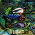 Mallard_acrylic_lisabelle1