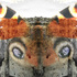Mtrgjiomotyl