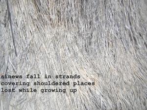 Sinews_fall