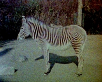20991w_zebra3