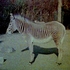 20991w_zebra3