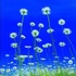 Ox_eye_daisies
