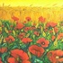 Field_poppies