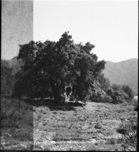 Jamescarboneoak-20tree