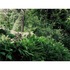 Goethe_garden