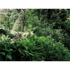Goethe_garden