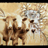 Cm_3cows_1