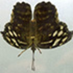 Allison-hunter-butterfly3-70dpithumbnail