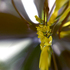 Debra_kayata_forsythia_signs_of_spring_2