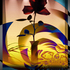 Night_rose