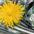 Bright_hope_dpf