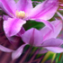 Dream_dance_dpf