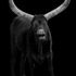 Animal_153_byelliot_ross72