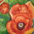 Mohnblume