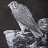 Hawk