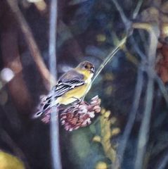 Goldfinch V ,Diane Andrews Hall
