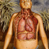 Lungs