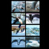 20110718092128-birds