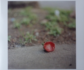 Into the Ordinary,Caitlin Montie Greer (RART)