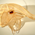 Emilyjan_capebuffalo1