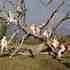 England_s_apples