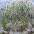 Reeds