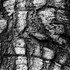 Arbol_texture_contrast_01