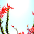 Desert_blooms