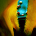 New_orleans_orellow