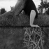 Rooted