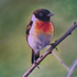 Bird_new