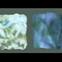 Leaves_grass
