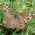 Butterfly1
