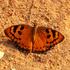Butterfly2