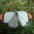 Butterfly3