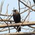 As_croppedcrow