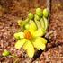 Dillenia