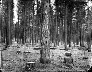 Shasta_national_forest_