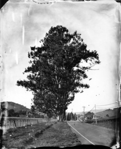 Giant_eucalyptus_
