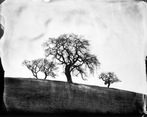 Oaks__west_marin_