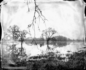 Flooded_oaks_