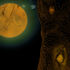 20110224020127-harvest_moon