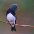 Bird_new2