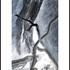 Walking_stick