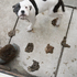 Dogshit