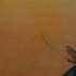 Gam_summer_flight_w