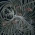 Petrifieddrowning_sm_