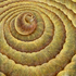 Petrifiedbirthii_sm_