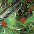 _plexiglas__45_x_90_cm